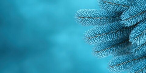 Poster - Blue Evergreen Branches on Soft Background