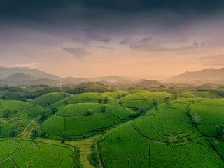 Aerial view of Long Coc tea hills, Phu Tho province, Vietnam. Beautiful green tea plantation in Vietnam. Nature background.