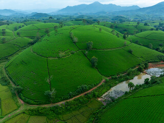 Aerial view of Long Coc tea hills, Phu Tho province, Vietnam. Beautiful green tea plantation in Vietnam. Nature background.