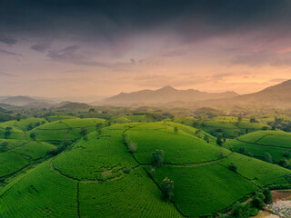 Aerial view of Long Coc tea hills, Phu Tho province, Vietnam. Beautiful green tea plantation in Vietnam. Nature background.