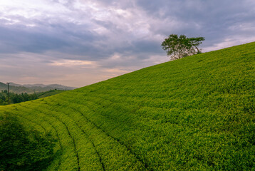 Aerial view of Long Coc tea hills, Phu Tho province, Vietnam. Beautiful green tea plantation in Vietnam. Nature background.