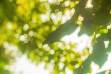 Wall Mural - blurred defocus yellow, green background of a vegetative environment. designed for an abstract backd