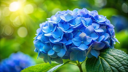 Wall Mural - A vibrant blue hydrangea bloom basks in the warm glow of sunlight, showcasing intricate details of its delicate petals and the lush green leaves surrounding it.