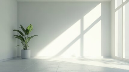 Wall Mural - Empty white room with plant and sunlight 3D render