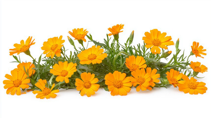 Beautiful bright orange marigold flowers field isolated on white background.