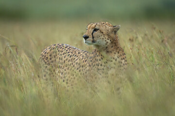 Poster - Female cheetah stands on grass turning head