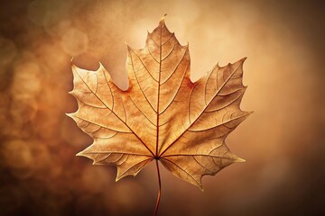 tilted angle outlined fall maple leaf with sepia background