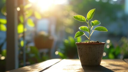 vibrant green plant sprouting from a small seedling pot on a rustic wooden table, with sunlight filtering through a nearby window.