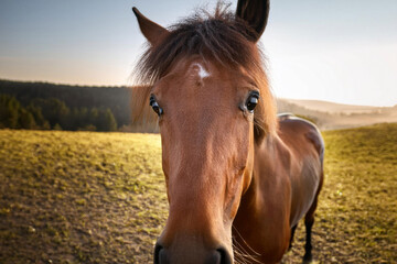 portrait of a horse