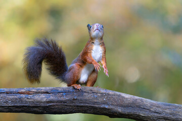 Wall Mural - Eurasian red squirrel (Sciurus vulgaris) searching for food in the autumn in the forest in the South of the Netherlands. 