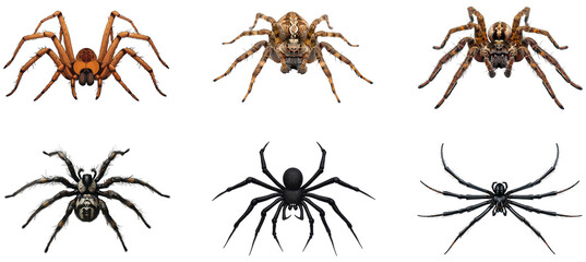 Different species of spiders. Set of png on transparent background