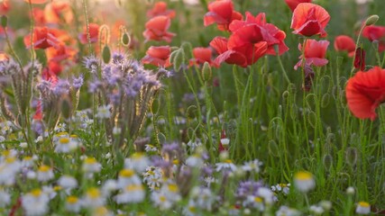 Poster - Field of wildflowers with vibrant red poppies standing tall amongst the white and purple blossom. White daisies and red poppies sway gently in the afternoon sunlight 