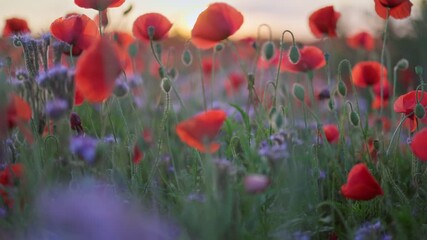 Aufkleber - Vibrant poppies sway gently in a lively field as the sun sets, casting warm hues over the natural landscape. Field of red poppies and blue wildflowers is illuminated by sunset