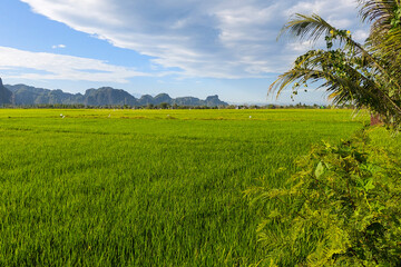 The view of the rice fields brings forth an unforgettable beauty