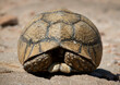 © Eric Lafforgue - A Land Turtle Hiding In Its Shell On Rocky Ground, Hargeisa, Somaliland