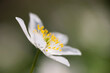 © Travel 'n' Lifestyle - View of flowering wood anemone in spring within a serene forest, Hallerbos, Belgium.