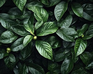 Close up picture of a plant with green leaves - Nature