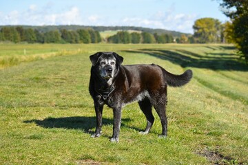 big black old dog standing on green grass looking forward