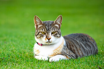 Wall Mural - A cat eats green grass next to an animal. Cute nature pet concept. A cat lying on green grass with colorful fluffy feathers. A cat is lying on a green grass with colorful fluffy animals lifestyle.