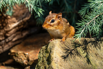 Poster - Chipmunk sitting on a log