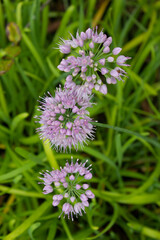 Wall Mural - top view Chives with Flowers. 