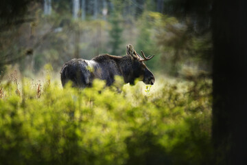 Elk or Moose (Alces alces) bull feeding in the field in autumn.