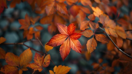 Canvas Print - Autumn branch, leaves in beautiful fall colors. Defocused image.