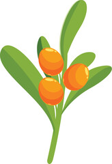 Poster - Cartoon vector illustration of a sea buckthorn branch with three ripe berries growing on it