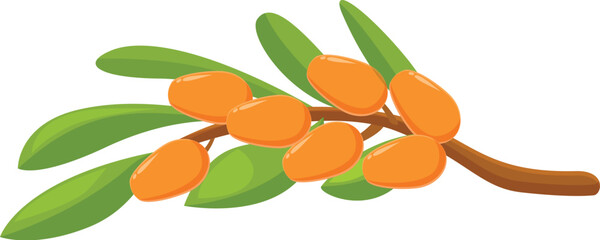 Poster - branch of sea buckthorn with ripe orange berries growing on it is isolated on white background