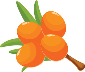 Poster - branch of sea buckthorn showing ripe orange berries with green leaves on white background