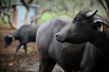 Close-up of a water buffalo's face with detailed focus on its horn and eye, showcasing the texture of its fur and horns against a natural background