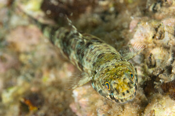 A reef lizardfish, Synodus sp., waits to ambush prey on a coral reef in Indonesia. Lizardfish are one of the most common small predators found on Indo-Pacific coral reefs.