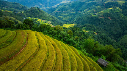 Wall Mural - An aerial view of vibrant golden rice terraces curving across the hills, with small traditional huts nestled in between, showcasing the harmony between agriculture and nature in a lush landscape.