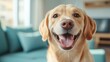 © Larisa AI - A cheerful golden retriever with a wide smile sits comfortably on a modern couch, exuding happiness and warmth in a cozy home living room setting.