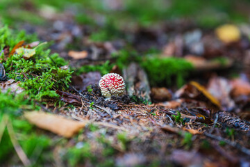 Autumn in the forest with mushrooms and colorful leaves