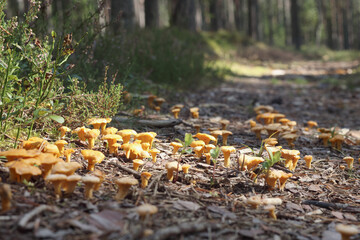 yellow autumn mushrooms on the ground