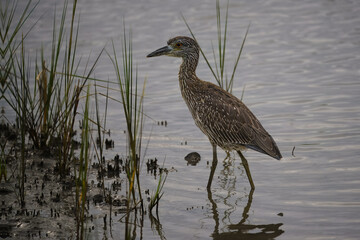 Wall Mural - night heron in the water