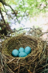 nest with eggs