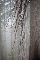 Fog in the giant forest pine trees in Sequoia