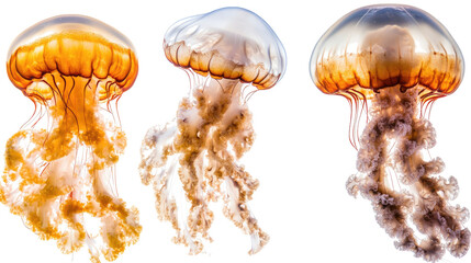 Poster - three jellyfish species in vibrant colors isolated on white background generative ai