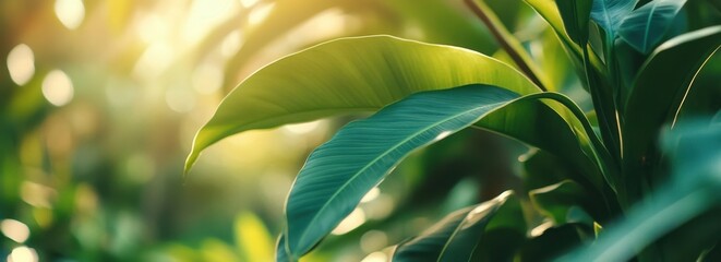 Wall Mural - green leaves background with a blurred nature landscape view under sunlight for a green environmenta