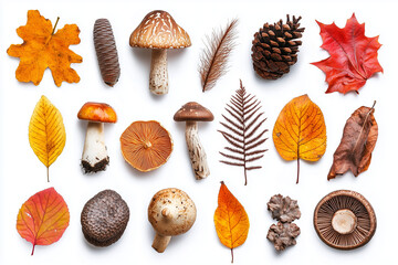 Wall Mural - collection of autumn leaves and elements, pines, mushrooms, maple leaf