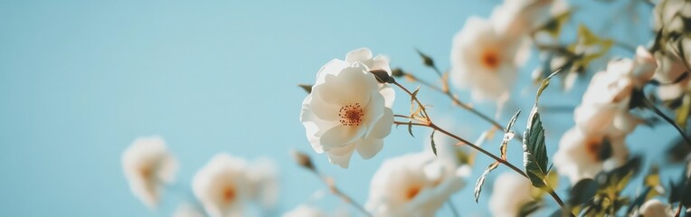 Wall Mural - A banner with white wild roses in the foreground and a blue sky in the background Generative AI