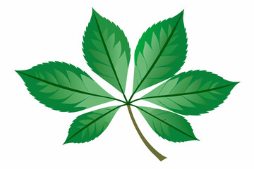 Poster - Green leaves on a white background