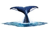 whale tale jumping in water cut out isolated