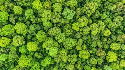 Wall Mural - Aerial View of Lush Green Forest Canopy