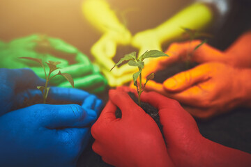 Color, dirt and hands of people with plant for growth, sustainability and eco friendly community service. Gardening, earth day and group with sprout for environment, ecosystem and ecology in nature