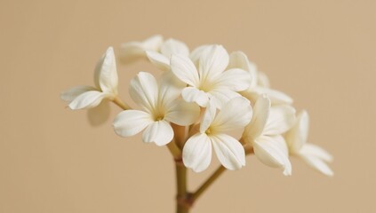 Close-up macro shot of beautiful white babys breath against a beige backdrop in a romantic delicate and elegant style