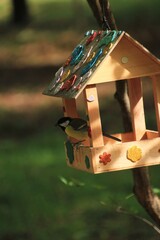 yellow tit sits in a birdhouse