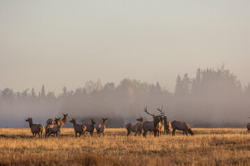 Herd of Elk During the Rut in Autumn in Grand Teton National Park Wyoming